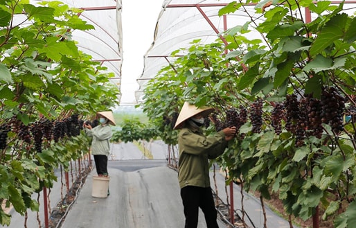 phat-trien-nong-nghiep-tai-ha-noi-hai-hoa-giua-kinh-te-sinh-thai-va-do-thi